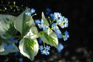 Brunnera macrophylla Variegata