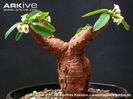 Euphorbia itremensis
