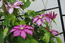 24 aprilie,clematis Betty Risdon