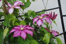 clematis Betty Risdon