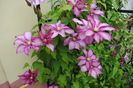 clematis Betty Risdon