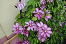 clematis Betty Risdon