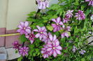 clematis Betty Risdon