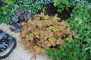heuchera marmelade+rave on