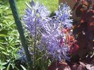 camassia