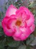Bordure rose