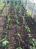 plantate pe15.04.2016
