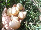 DSCF8394