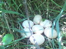 DSCF8398