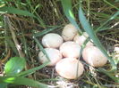 DSCF8399