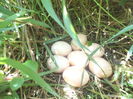 DSCF8400