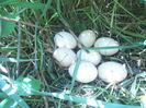 DSCF8401