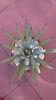 Agave  macroacantha (blue agave)