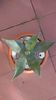 Agave chrysantha