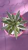 Agave lophantha quadricolor