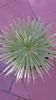 Agave striata f. minima (Hedgehog agave)