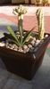 Gasteria cv. Little warty & Euphorbia mammillaris f. variegata