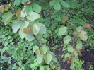 CERCIS sau arborele lui Iuda