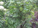 sorbaria tomentosa