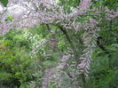 TAMARIX