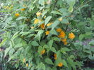 kerrya japonica