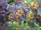 berberis