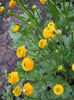 ranunculus