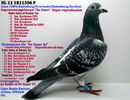 NL 11 1811306 F - Cuplul 21