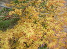 Acer palmatum Katsura (2016, April 06)