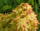 acer palm. Katsura