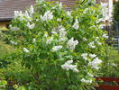 liliac alb batut