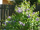 liliac Congo