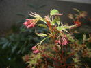 Acer palmatum Butterfly (2016, April 07)