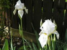 iris florentina