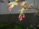 Acer palmatum Butterfly (2016, April 07)