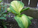 hosta Warpaint