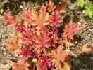 heuchera Marmelade