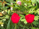 28 apr (40)