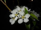 Pear Tree Blossom (2016, April 07)