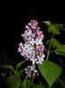 Syringa vulgaris_Lilac (2016, April 07)