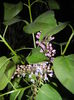 Syringa vulgaris_Lilac (2016, April 07)