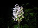 Syringa vulgaris_Lilac (2016, April 07)