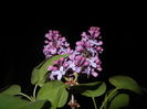 Syringa vulgaris_Lilac (2016, April 07)