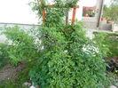 Guirlande d-amour, bujor coral sunset si aquilegia