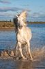 FB_IMG_1461849760684