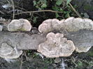ciuperci crescute pe un ciot de copac  Fotografie0010 (1)