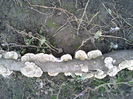 ciuperci crescute pe un ciot de copac  Fotografie0010 (2)
