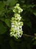 White Lilac Tree (2016, April 08)
