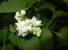 White Lilac Tree (2016, April 10)