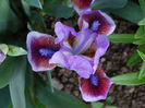DSC06250